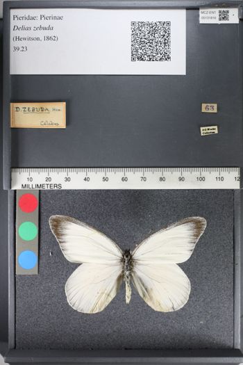 Media type: image;   Entomology 131816